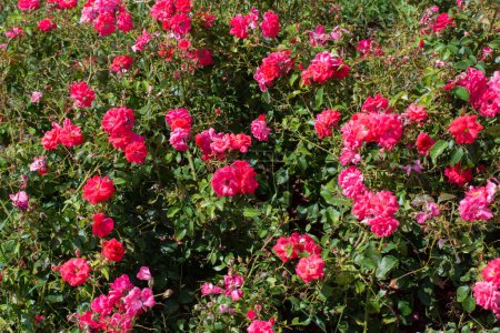 Foto de Floreciendo hermosas flores de rosas en el jardín de primavera - Imagen libre de derechos