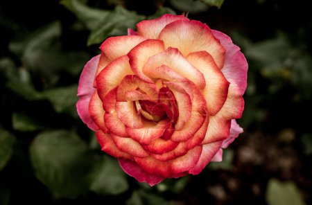 Foto de Hermosas rosas frescas en vista de cerca - Imagen libre de derechos