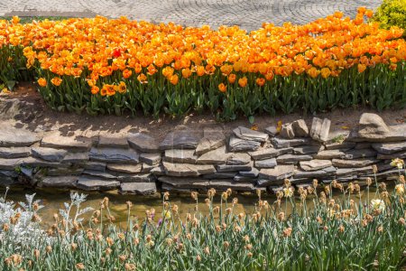 Téléchargez les photos : Jardin avec fleurs de tulipes en fleurs dans le jardin de printemps - en image libre de droit