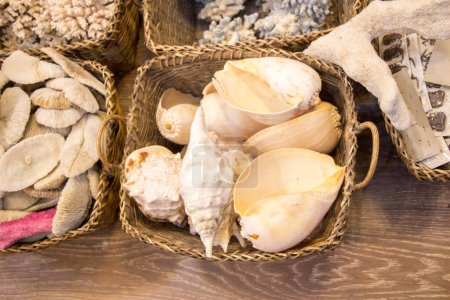 Foto de Mismo tipo de conchas de mar recogidas con fines decorativos - Imagen libre de derechos