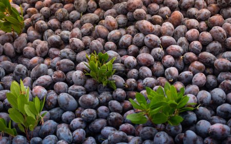 Ripe blue plum fruits  harvested in fall as nackground texture