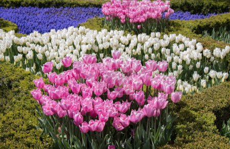 Foto de Flores de tulipán de colores florecen en el jardín - Imagen libre de derechos
