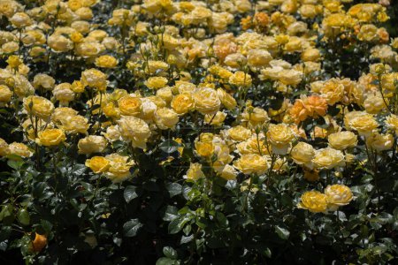 Foto de Hermosas rosas de colores florecen en el jardín - Imagen libre de derechos