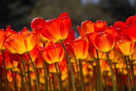Téléchargez les photos : Fleurs de tulipes de couleur orange fleurissent dans le jardin - en image libre de droit