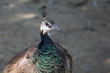 Photo for Portrait of peacock outdoors on soil background - Royalty Free Image