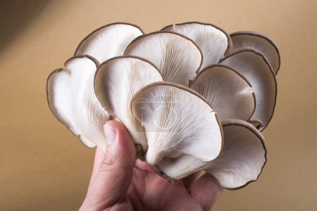 Oyster mushroom or Pleurotus ostreatus as easily cultivated mushroom