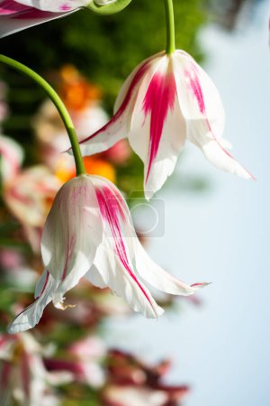Téléchargez les photos : Belle fleur de tulipes colorées au printemps jardin - en image libre de droit