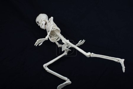 Téléchargez les photos : Modèle de squelette humain pour la science d'anatomie médicale Concept de clinique médicale. - en image libre de droit
