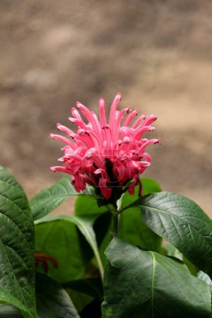 Téléchargez les photos : Belles fleurs de Blume brésilien dans la nature fond - en image libre de droit