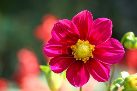 Téléchargez les photos : Belles fleurs fraîches dans la nature fond - en image libre de droit