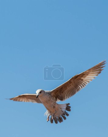 Photo for A seagull in the flight - Royalty Free Image