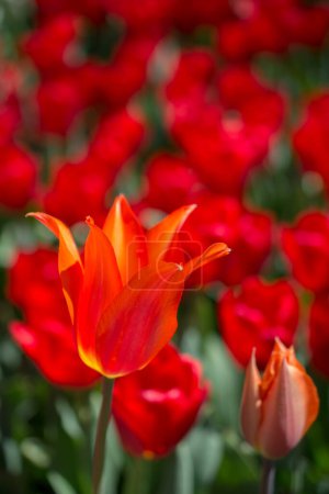 Foto de Coloridas flores de tulipán como fondo - Imagen libre de derechos