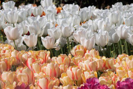 Téléchargez les photos : Fleurs de tulipes colorées en fleurs dans le jardin comme fond floral - en image libre de droit