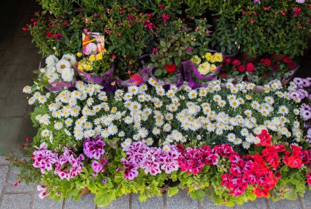 Téléchargez les photos : Floraison printanière des fleurs en pot dans un magasin de fleurs - en image libre de droit
