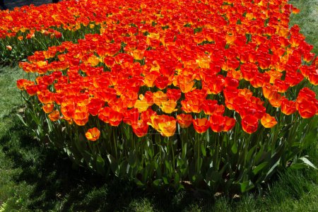 Téléchargez les photos : Fleurs de tulipes fleurissant au printemps - en image libre de droit