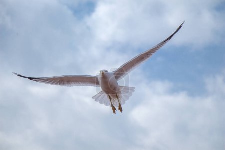 Téléchargez les photos : Mouette unique volant dans un ciel nuageux comme arrière-plan - en image libre de droit