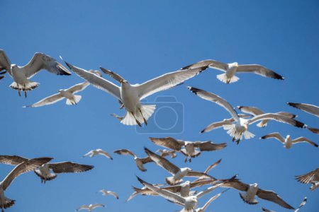 Photo for Flock of seagulls skying  in the sky - Royalty Free Image