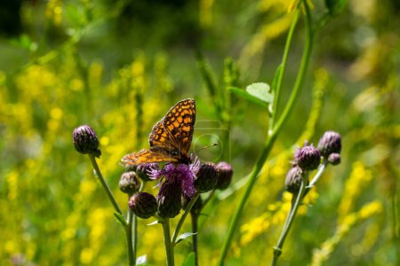 Téléchargez les photos : Papillon se nourrissant d'une fleur dans la nature - en image libre de droit
