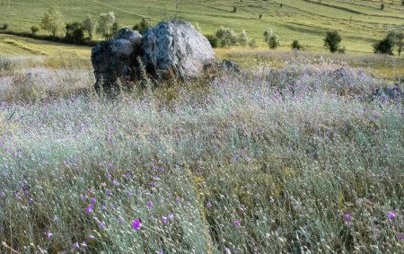 Floraison de belles fleurs sauvages colorées dans les hauts plateaux Artvin