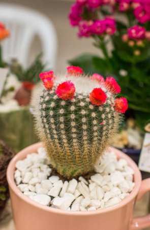 Photo for Little colorful cactus plant in a small pot - Royalty Free Image