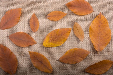 Téléchargez les photos : Feuilles sèches de saison d'automne sur toile de lin - en image libre de droit