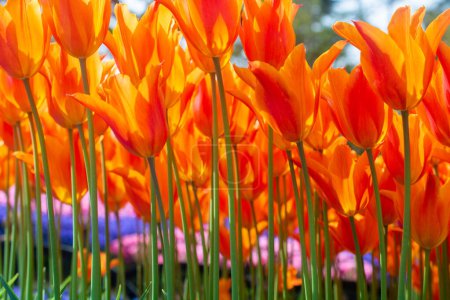 Téléchargez les photos : Fleurs de tulipes en fleurs comme fond de plante florale - en image libre de droit