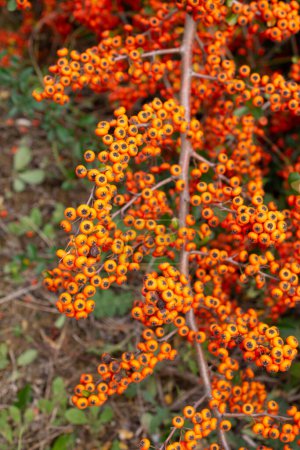 A branches of rowan with red berries.  Autumn and natural background.