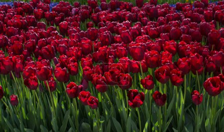 Téléchargez les photos : Fleurs de tulipes colorées comme fond - en image libre de droit