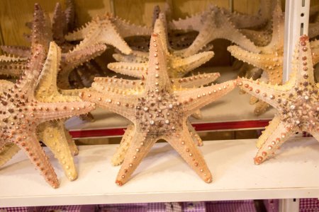 Foto de Hermosa estrella de mar con fines decorativos - Imagen libre de derechos