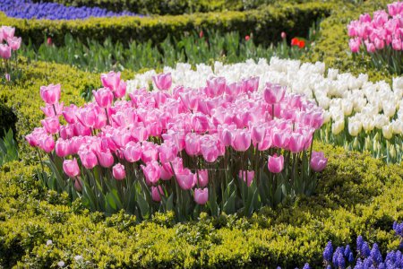 Foto de Flores de Tulipán Floreciendo en Primavera - Imagen libre de derechos