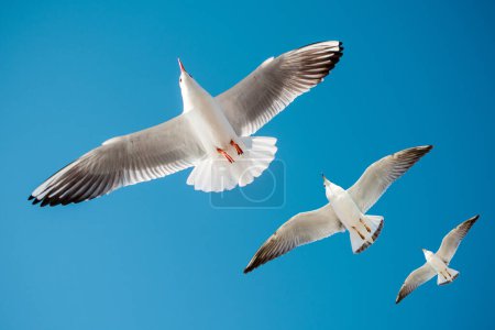 Téléchargez les photos : Mouette unique volant dans un fond bleu ciel - en image libre de droit