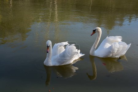 Photo for Lonely swans live in the natural environment - Royalty Free Image