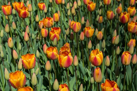 Foto de Color naranja Tulipanes Florecen en primavera en el jardín - Imagen libre de derechos