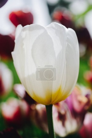 Schöne bunte Tulpen blühen im Frühling Garten