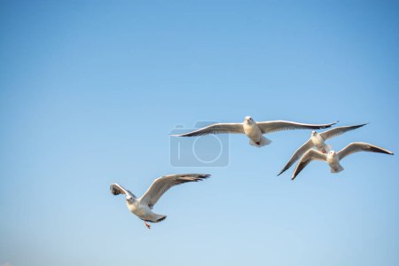 Téléchargez les photos : Les mouettes volent dans le ciel bleu - en image libre de droit
