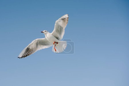 Foto de Un par de gaviotas vuelan en el cielo como fondo - Imagen libre de derechos