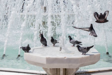 Photo for City pigeons by the side of water at a fountain - Royalty Free Image