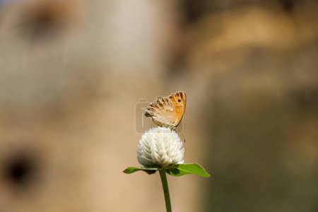 Téléchargez les photos : Beau papillon perché sur fleur sur fond de nature - en image libre de droit
