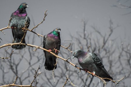 Téléchargez les photos : Les pigeons sont assis sur la branche de l'arbre - en image libre de droit