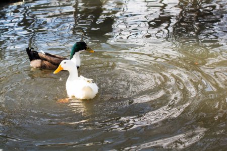 Foto de Unos patos nadan en un estanque en primavera - Imagen libre de derechos