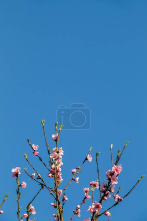 Photo for Colorful flowers bloom in the spring in trees - Royalty Free Image