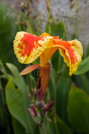 Téléchargez les photos : Floraison de belles fleurs naturelles colorées en vue - en image libre de droit