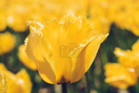 Foto de Hermosa flor de tulipanes para el diseño de concepto de belleza postal - Imagen libre de derechos