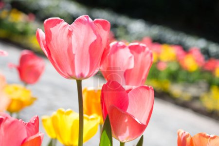 Téléchargez les photos : Jardin de tulipes plein de différentes couleurs de tulipes au printemps - en image libre de droit