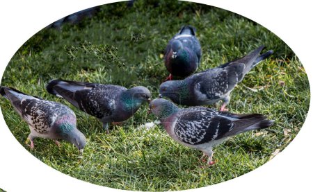 Téléchargez les photos : Oiseau pigeon blanc isolé sur fond blanc - en image libre de droit