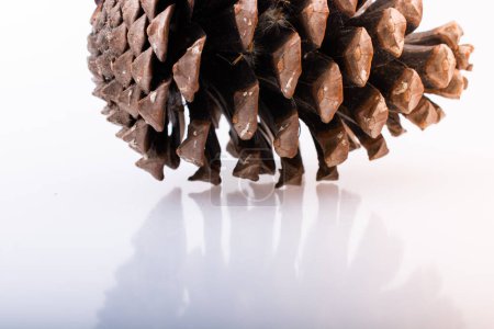 Photo for Pine cone on a white wooden background - Royalty Free Image