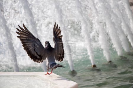 Téléchargez les photos : Oiseau solitaire près de la fontaine vit dans l'environnement urbain - en image libre de droit