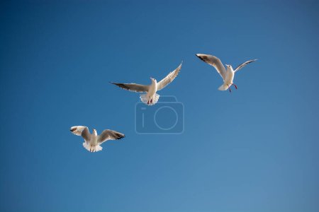 Foto de Las gaviotas vuelan en el cielo como fondo - Imagen libre de derechos