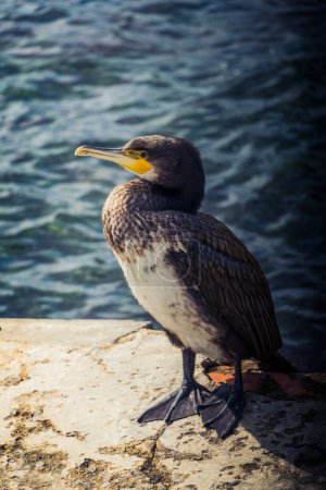 Téléchargez les photos : Oiseau mignon comme image de la faune et de la nature - en image libre de droit
