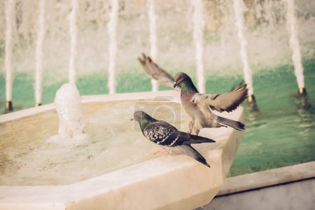 Téléchargez les photos : Oiseaux solitaires au bord de la fontaine dans un environnement urbain - en image libre de droit